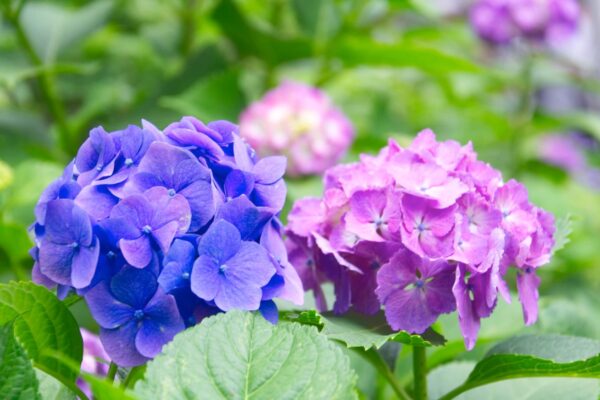 白山でやってる文京花の五大まつり「文京あじさいまつり」であじさいを見てきた