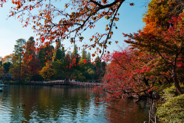 秋を歩く、秋を感じる。井の頭公園で写真を撮ってきた