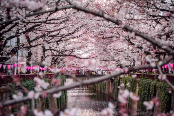 これぞ春の絶景。満開の桜が咲く中目黒を撮り歩いた
