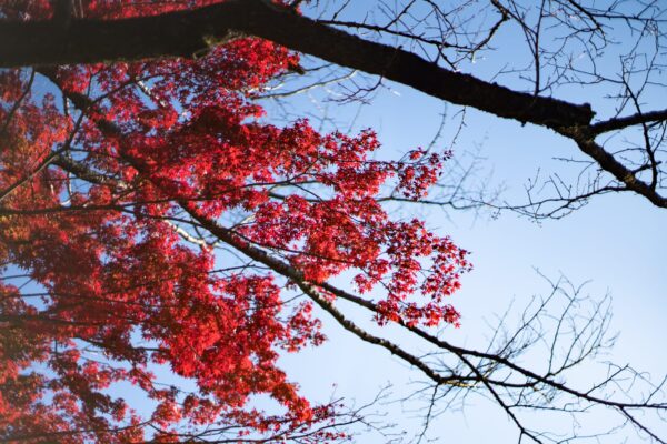 さんぽ気分では登れない!秋真っ盛りの高尾山で2年ぶりの紅葉を全力撮影