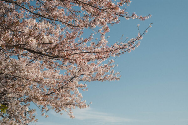 桜、2022年春。