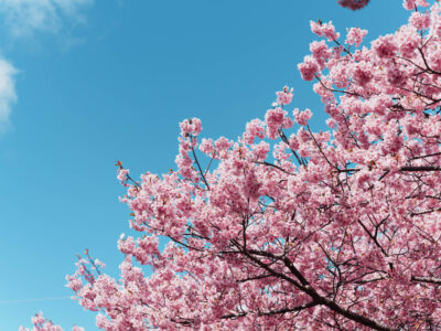 人生初の河津桜を、絶好の快晴で撮った日。 | 僕とα7R V