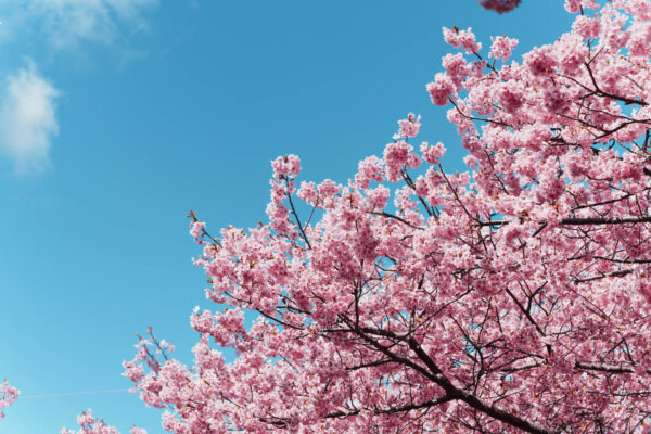 人生初の河津桜を、絶好の快晴で撮った日。 | 僕とα7R V