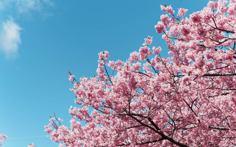人生初の河津桜を、絶好の快晴で撮った日。 | 僕とα7R V