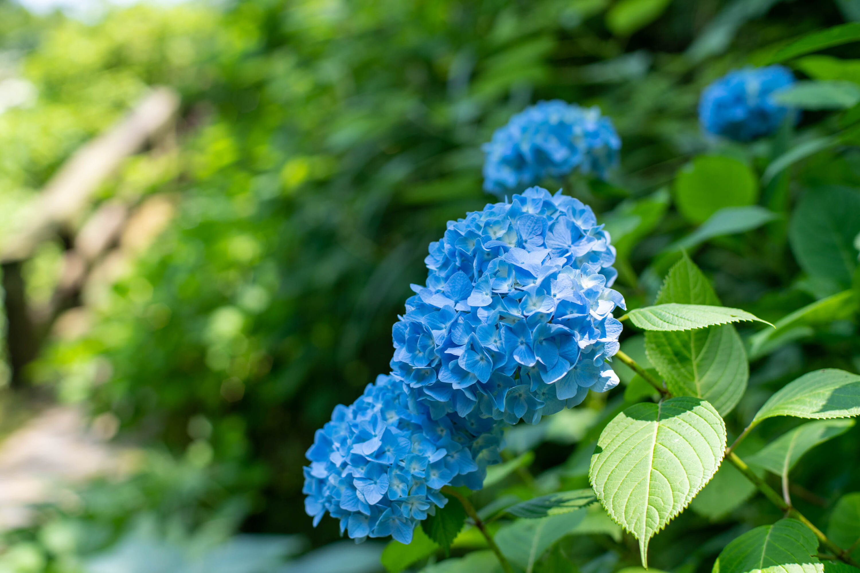 CONTAX コンタックス Planar プラナー F1.7 50mm AEJ - レンズ(単焦点)