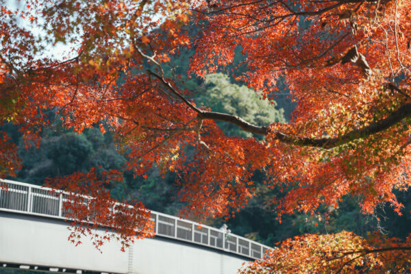 クラウンマジェスタと暮らす | 紅葉を見に、7年ぶりの御岳渓谷へ